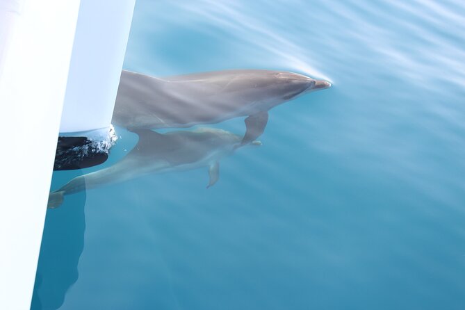 Magic Dolphin Celebrity - Gabo Girao swim in summer: a great bonus with one timing caveat