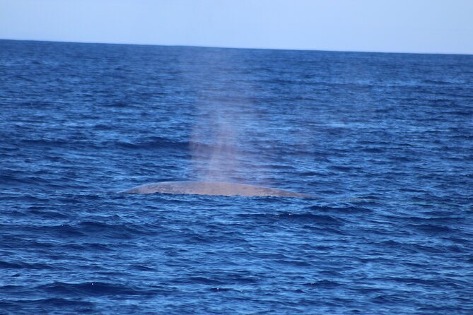 Magic Dolphin Celebrity - The ride back to Funchal: bays, views, and a Churchill detail