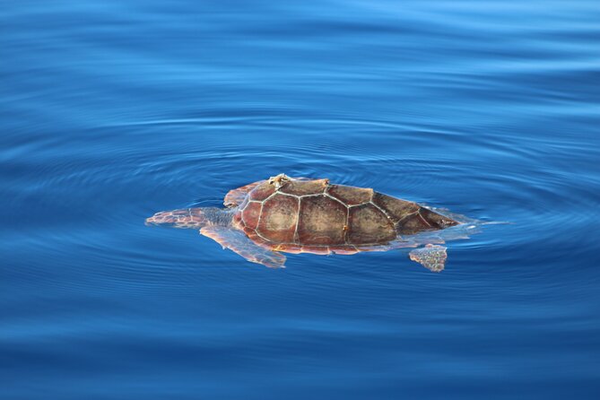 Magic Dolphin Celebrity - The Jeep tour of Madeira: east or west, then back to the water