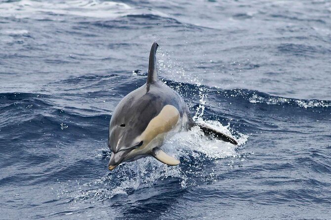 Magic Dolphin Sea Safaris - The 2023 speedboat details that change comfort and viewing