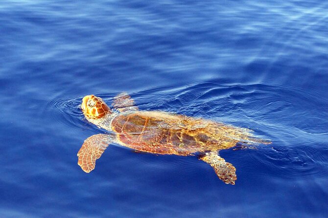 Magic Dolphin Sea Safaris - What you’re hunting for off Madeira (and what “success” can look like)