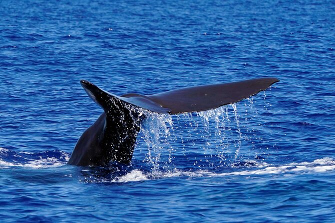 Magic Dolphin Sea Safaris - Guide talk, a marine biologist onboard, and the small things that add meaning