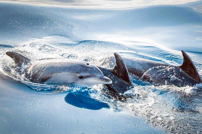 Magic Dolphin Sea Safaris - The free second trip: smart safety net or extra time commitment?