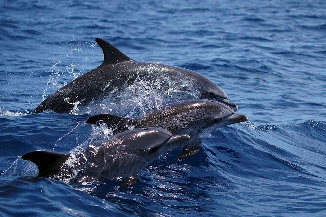 Magic Dolphin Sea Safaris - Price, group size, and whether it feels like value