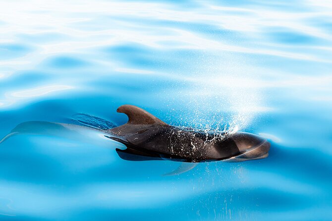 Magic Dolphin Sea Safaris - How to plan your morning around the meeting point