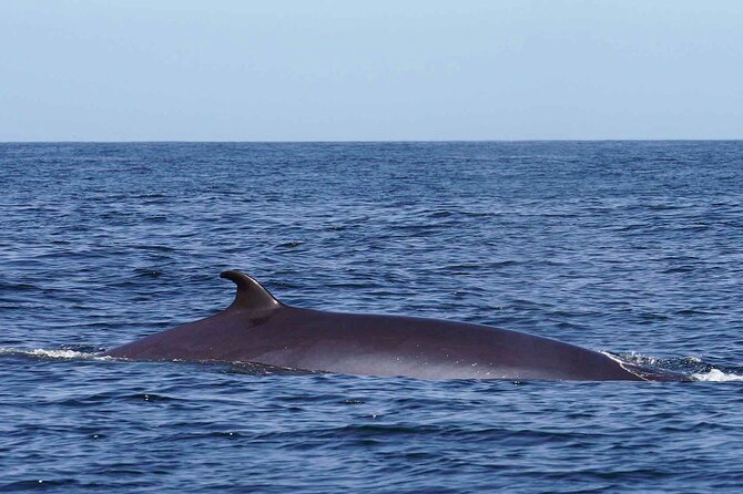 Magic Dolphin Sea Safaris - The spotters plan that boosts your odds