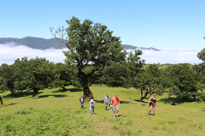 Northwest Terraces and Volcanic Pools 4x4 Full Day Tour - Vereda do Fanal and the Laurissilva Forest area, a short walk with big atmosphere