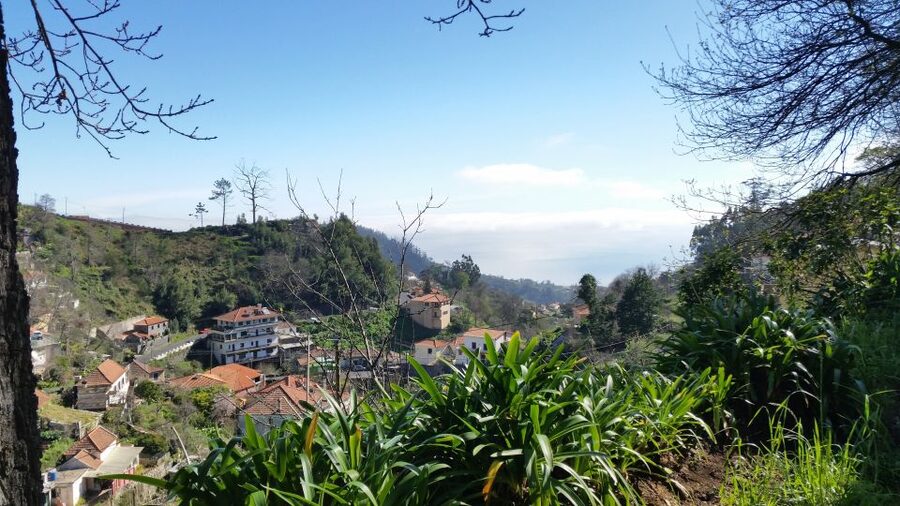 Paradise Valley half-day morning walk. - Walking beside the levada: where the guide’s facts turn into real understanding