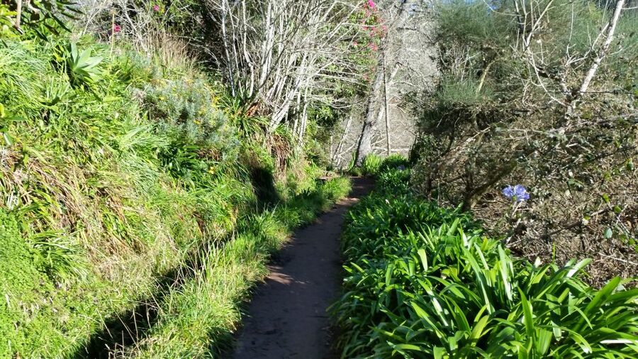 Paradise Valley half-day morning walk. - Price and value: why $41 can make sense for this kind of learning