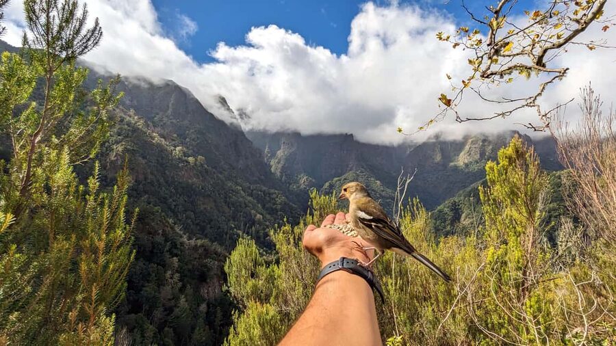 Pico do Arieiro in 4h: Immersive Private Experience (Cabrio) - The vehicle, the guide, and why Ross makes it feel personal