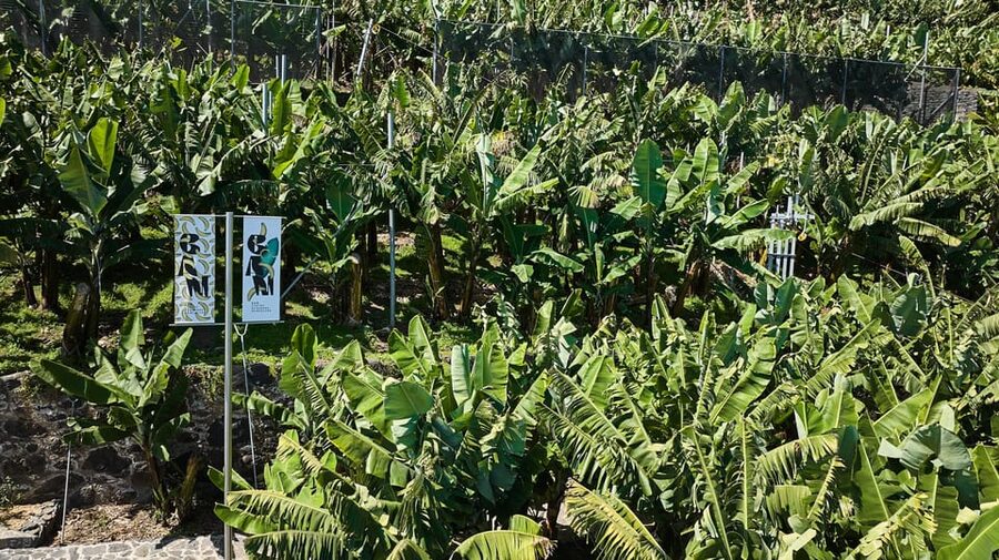 Ponta Do Sol : Madeira Banana Museum guided tour - Museum store and souvenirs, banana gear that actually fits the theme