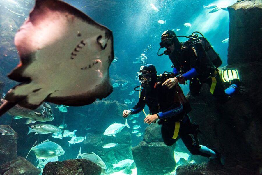 Porto Moniz: Diving with Sharks and Rays in Madeira Aquarium - Key highlights you will actually feel during the day