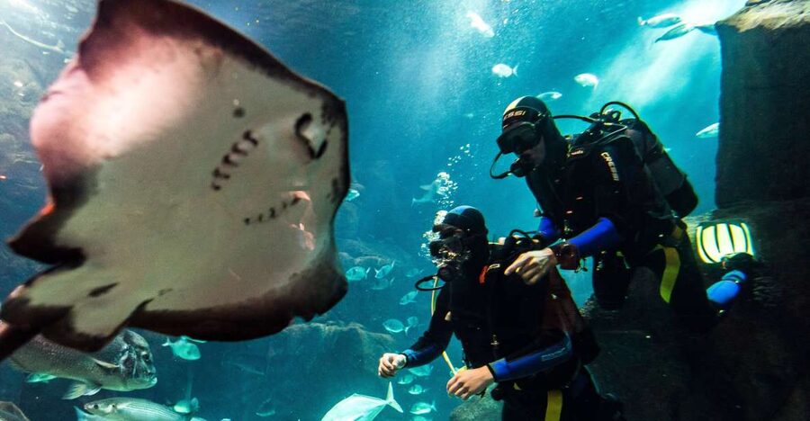 Porto Moniz: Diving with Sharks and Rays in Madeira Aquarium - Madeira Aquarium in Porto Moniz, what makes it special