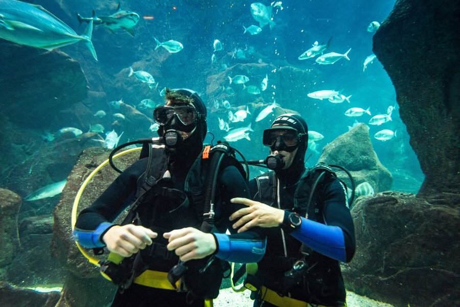 Porto Moniz: Diving with Sharks and Rays in Madeira Aquarium - The guided aquarium tour, what you will learn before you go in