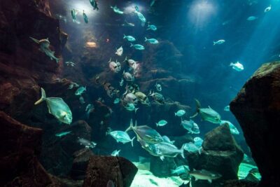 Diving with Sharks and Rays in Madeira Aquarium
