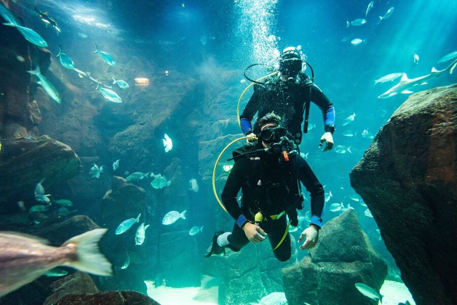 Porto Moniz: Diving with Sharks and Rays in Madeira Aquarium - Price and value: is $159 per person fair for what you get?
