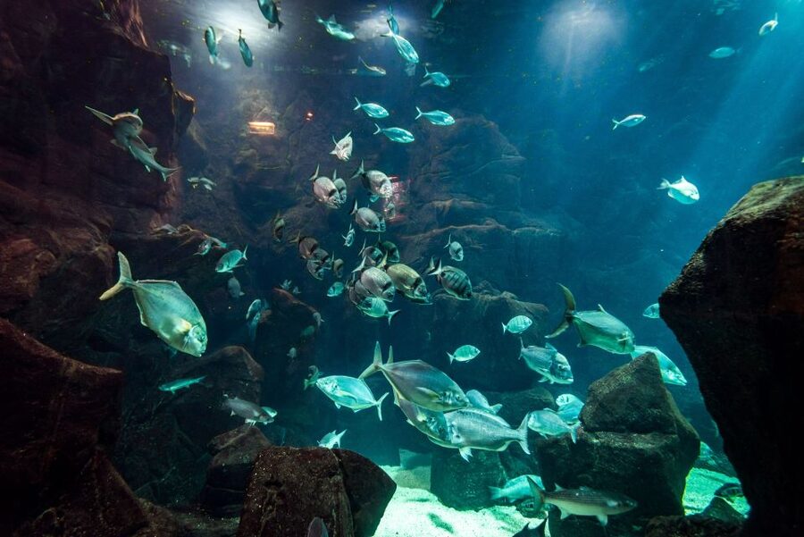 Porto Moniz: Diving with Sharks and Rays in Madeira Aquarium - Meeting at Aquário da Madeira and how the 3 hours usually flow