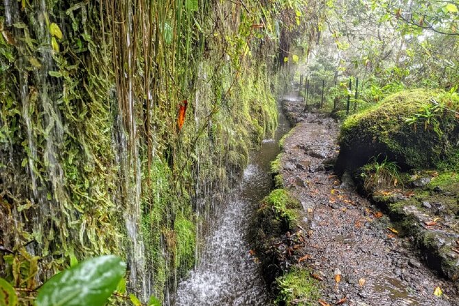 PR9 Caldeirão Verde Queimadas Levada Self-Guided Hiking Transfer - Who Should Book This Self-Guided PR9 Hike, and Who Should Skip It