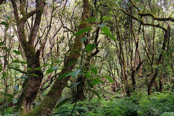 PR9 Caldeirão Verde Queimadas Levada Self-Guided Hiking Transfer - Should You Book PR9 Caldeirão Verde Queimadas Levada Self-Guided Hiking Transfer?