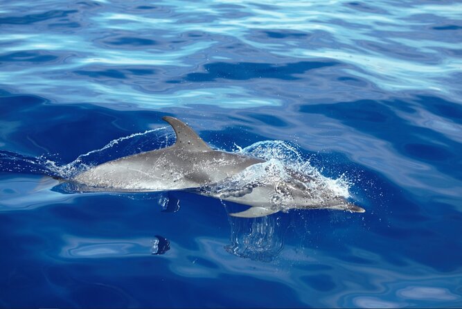 Private Dolphin and Whale Watching Tour in Madeira - Where You Meet On Tales in Calheta, and What to Expect Before You Leave