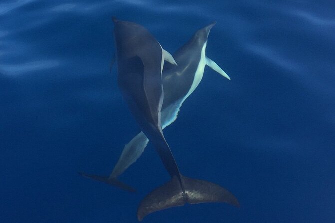Private Dolphin and Whale Watching Tour in Madeira - Snorkeling Break, Towels, and the Little Luxuries That Matter