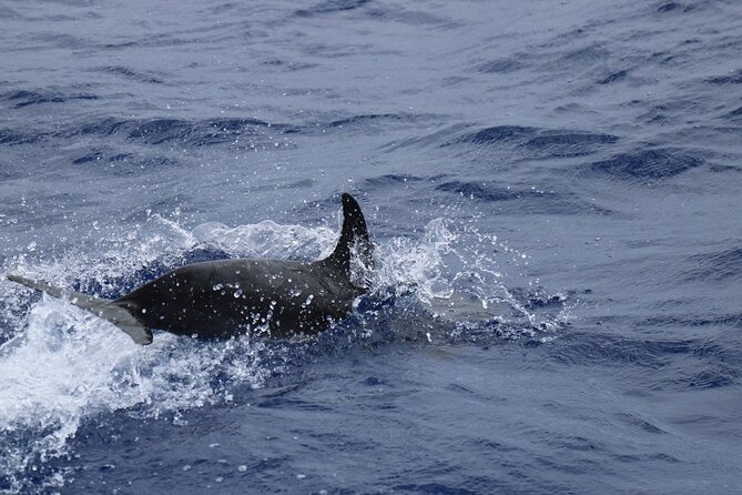 Private Dolphin and Whale Watching Tour in Madeira - Crew and Captain Service: The Difference Between a Trip and a Memory