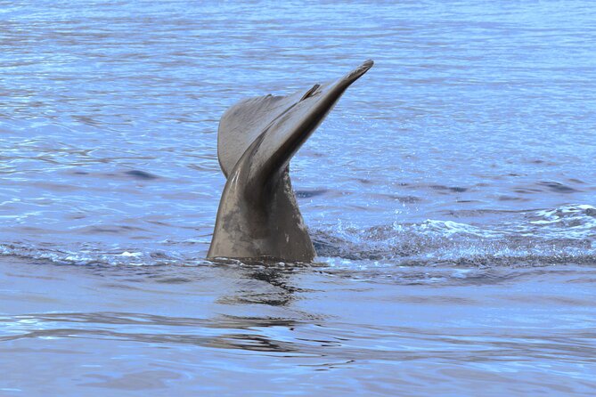 Private Dolphin and Whale Watching Tour in Madeira - Wildlife Reality Check: What You Can Control (and What You Can’t)