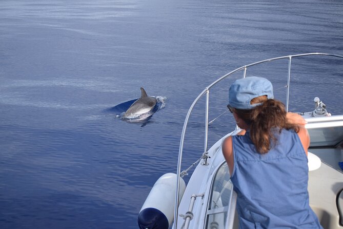 Private Dolphin and Whale Watching Tour in Madeira - Practical Details That Can Make or Break Your Day