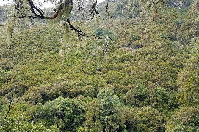 Private Guided Walk Levada 25 Fontes - The guide experience, English, and the stories that add spice