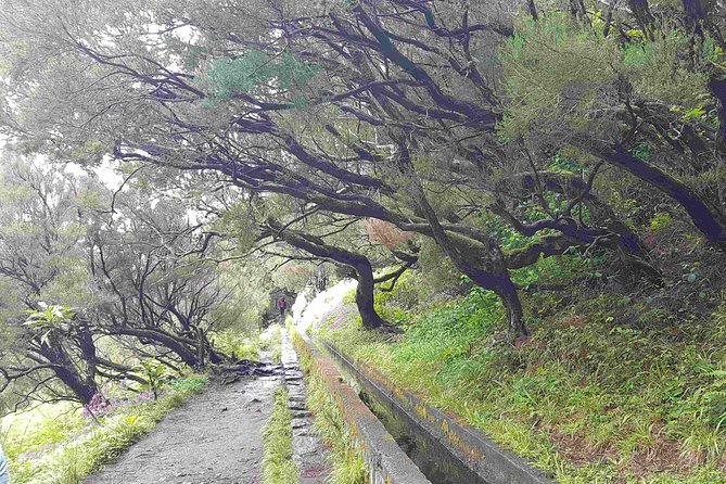 Private Guided Walk Levada 25 Fontes - The 5-hour private walk: what you do at 25 Fontes and Cascada da Risco