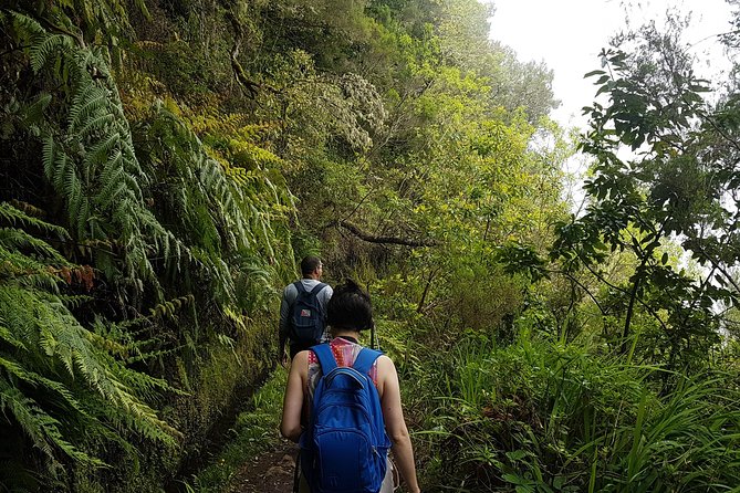 Private Guided Walk Levada Caldeirao Verde - Laurisilva forest details and bird spotting you can’t fake