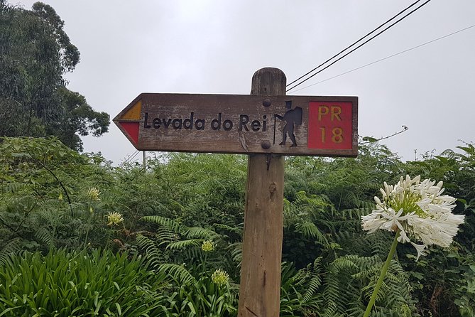 Private Guided Walk Levada do Rei - UNESCO Laurissilva: What You’re Actually Walking Through