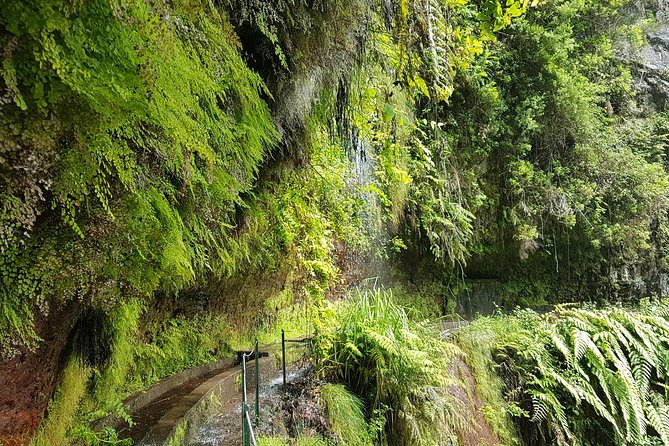 Private Guided Walk Levada do Rei - Your Day on the Trail: Distance, Pace, and Flow