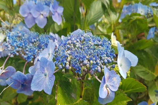 Private Halfday Flower Palheiro Gardens Tour - Timing, Weather, and Your Guide’s Role