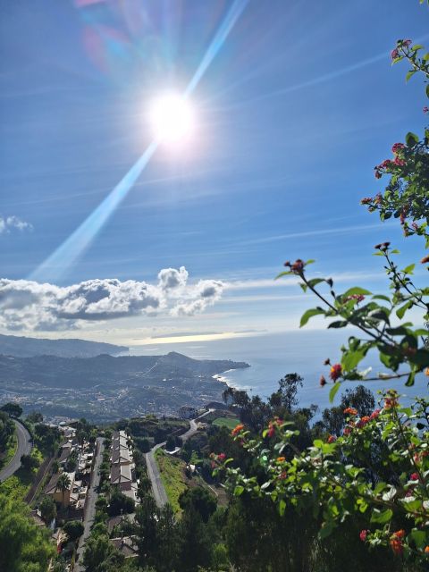 Private Madeira Highlights Full Day Tour - Fanal Forest: Scenic Driving Plus Time to Pause and Look