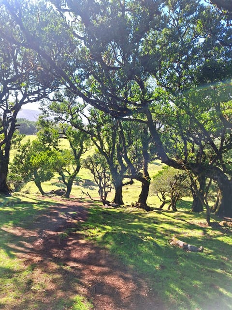 Private Madeira Highlights Full Day Tour - São Vicente Poncha and Wine Tasting: A Flavor Break That Feels Personal