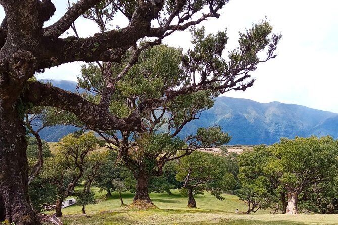 Private Madeira Island Tour: The Most Complete 8-Hour Experience - What You’ll Actually Eat and Drink