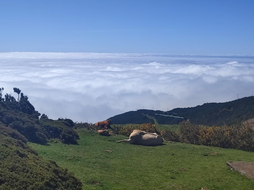 Private Minubus 8 seater - Why a private 8-seat minibus makes Madeira feel easier