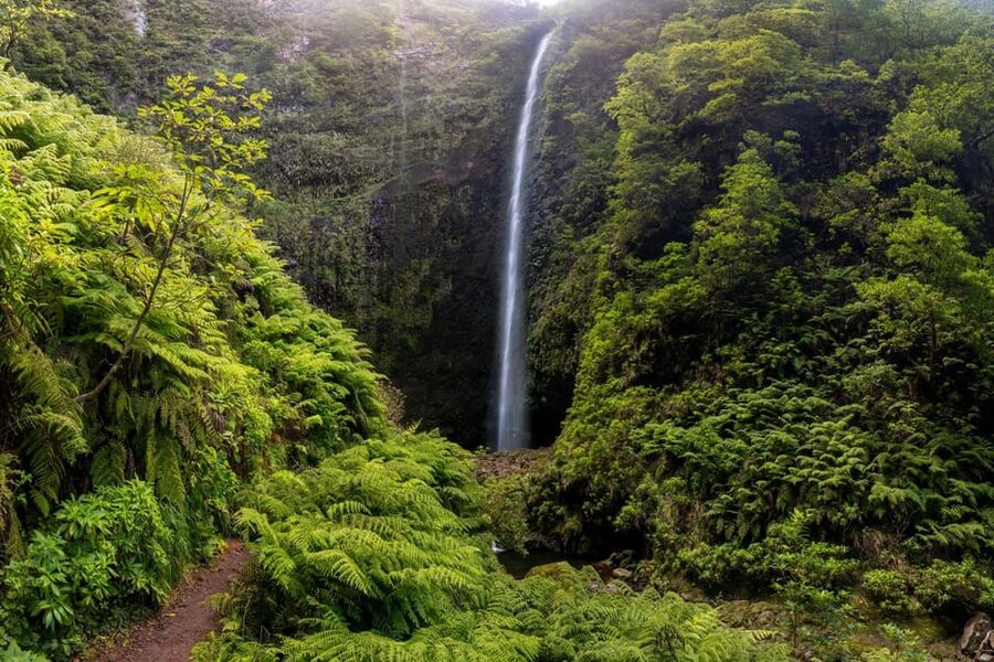 Queimadas Caldeirão Verde Madeira Island Walk - From Funchal pickup to Queimadas Park coffee break