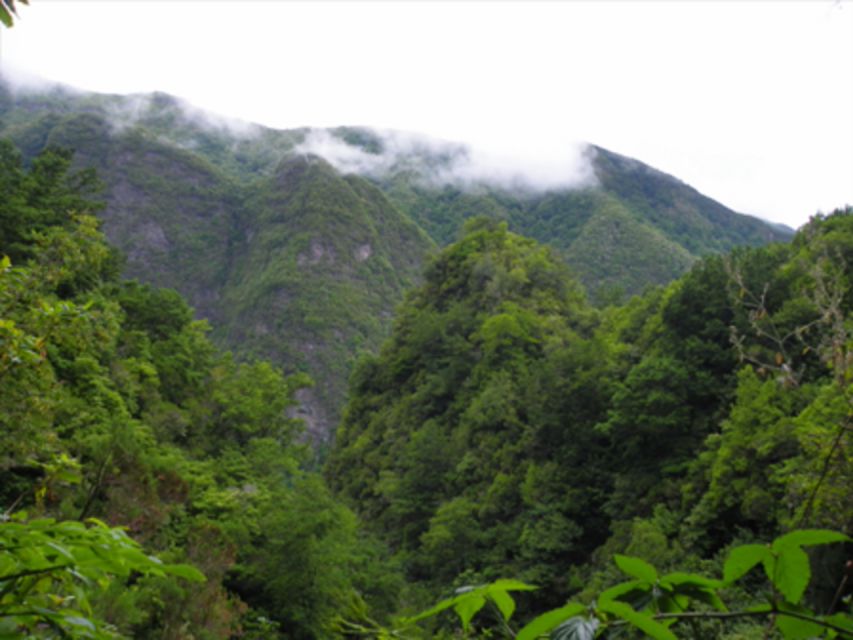 Queimadas Caldeirão Verde Walking tour with guide - Key highlights you will actually feel on the trail