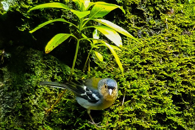 Rabaçal 25 Fontes Levada Walk in Small Groups - Guides make the day: safety-first, plus plants and local levada stories
