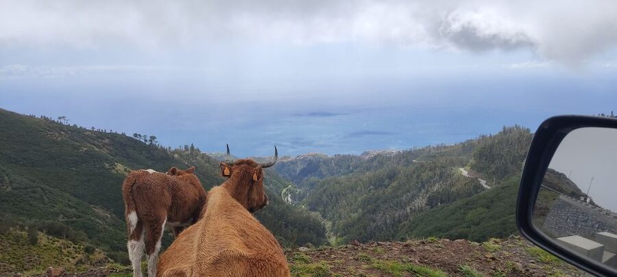Rabaçal: 25 Fontes & Risco Levada Transfer Self-guided Hike - Laurissilva Nature: What You Are Really Walking Through