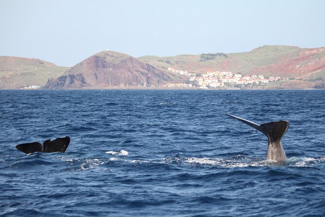 Responsible Whales and/or Dolphins Watching Tour - Key highlights to look for on this tour
