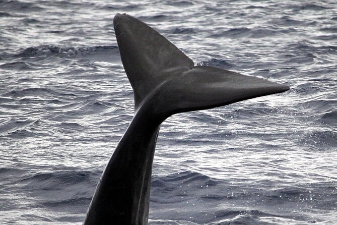 Responsible Whales and/or Dolphins Watching Tour - Why Madeira and a small RIB is a great match for whales and dolphins