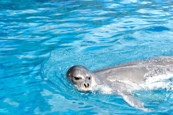 Responsible Whales and/or Dolphins Watching Tour - Marine biologists on board: what the experts actually add