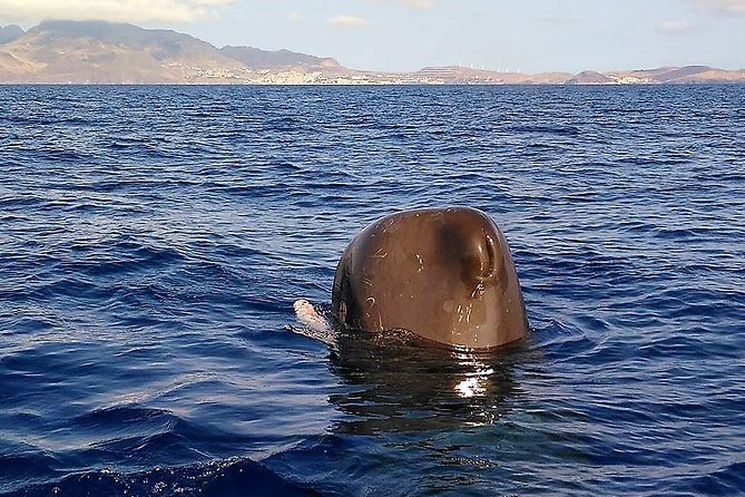 Responsible Whales and/or Dolphins Watching Tour - Spotting odds, species you might see, and why the month matters