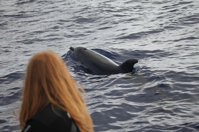 Responsible Whales and/or Dolphins Watching Tour - Price and what $59.28 really buys you in Funchal