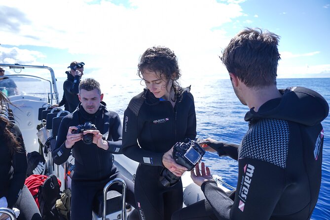 Responsible Whales and/or Dolphins Watching Tour - Who this tour suits best, and who should think twice