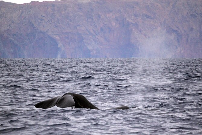 Responsible Whales and/or Dolphins Watching Tour - What you do in 2 hours at sea, from safety to sightings