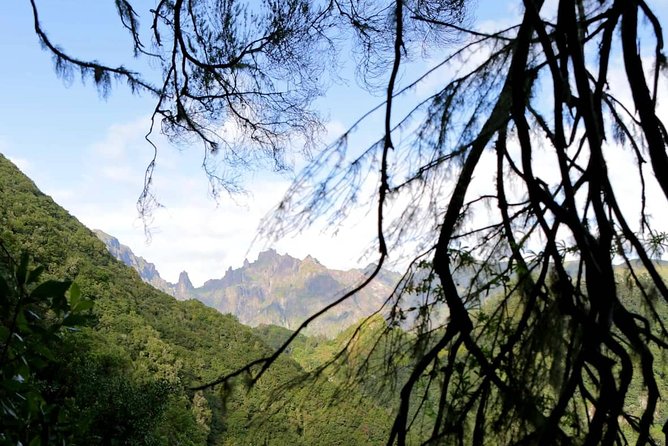 Ribeiro Frio - Portela - A half-day levada walk through Madeira’s Laurissilva Forest